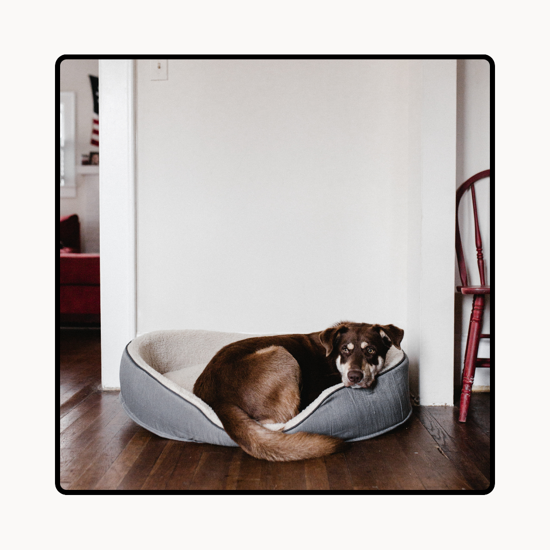 PET BEDS